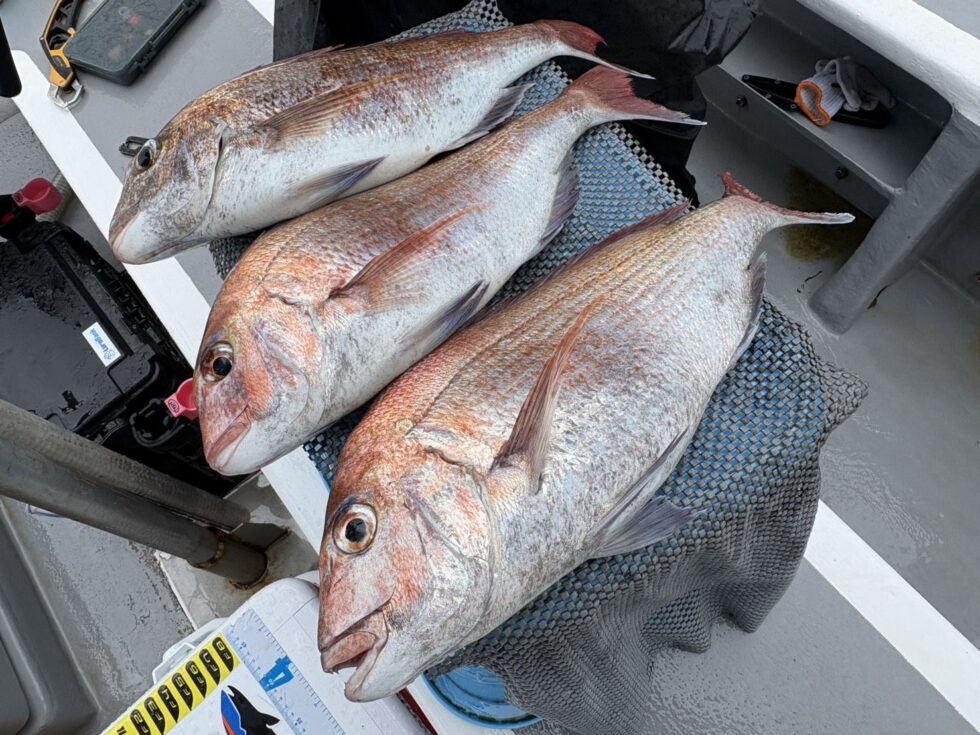 5月から出船が30分早くなり4時30分出船です。お間違えのないようにお願いします