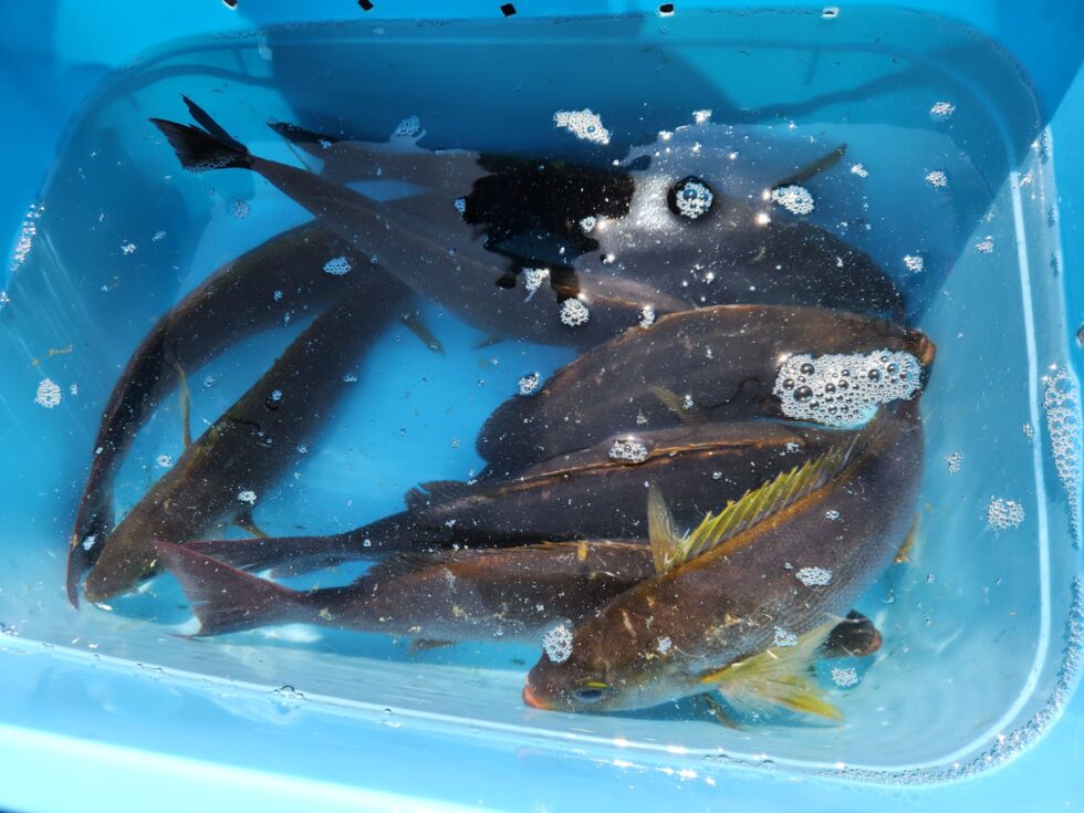 大型イサキ大チャンス!