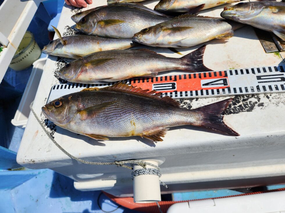 大型イサキチャンス!