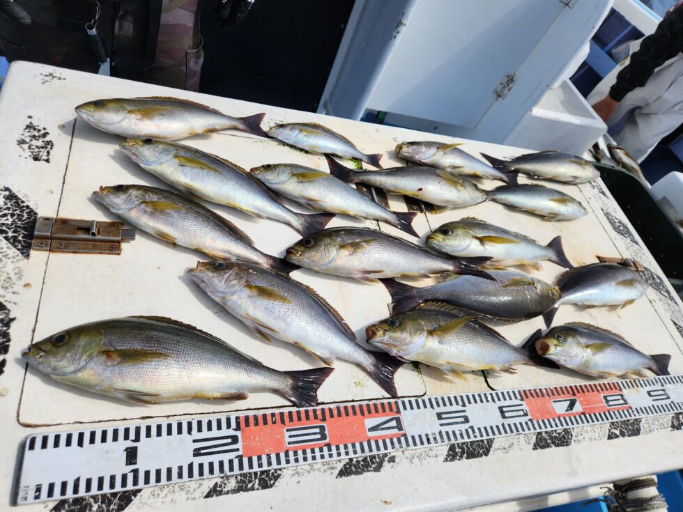 イサキチャンス！