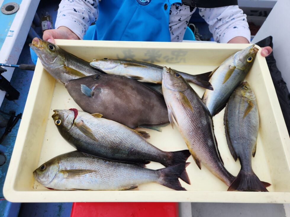 明日(木)大山沖イサキ出船確定してます！空き多数