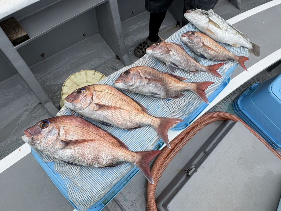 イサキ釣り、一つテンヤ真鯛釣り、予約お待ちしてます