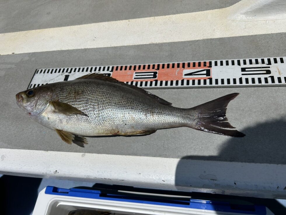 最大45㎝の超特大イサキ！凄い！