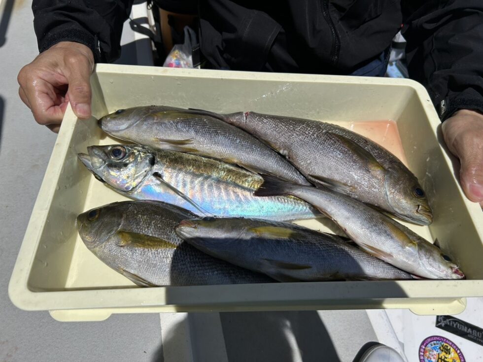 明日(土)、明後日(日)大山沖イサキ、一つテンヤ真鯛、出船確定です!