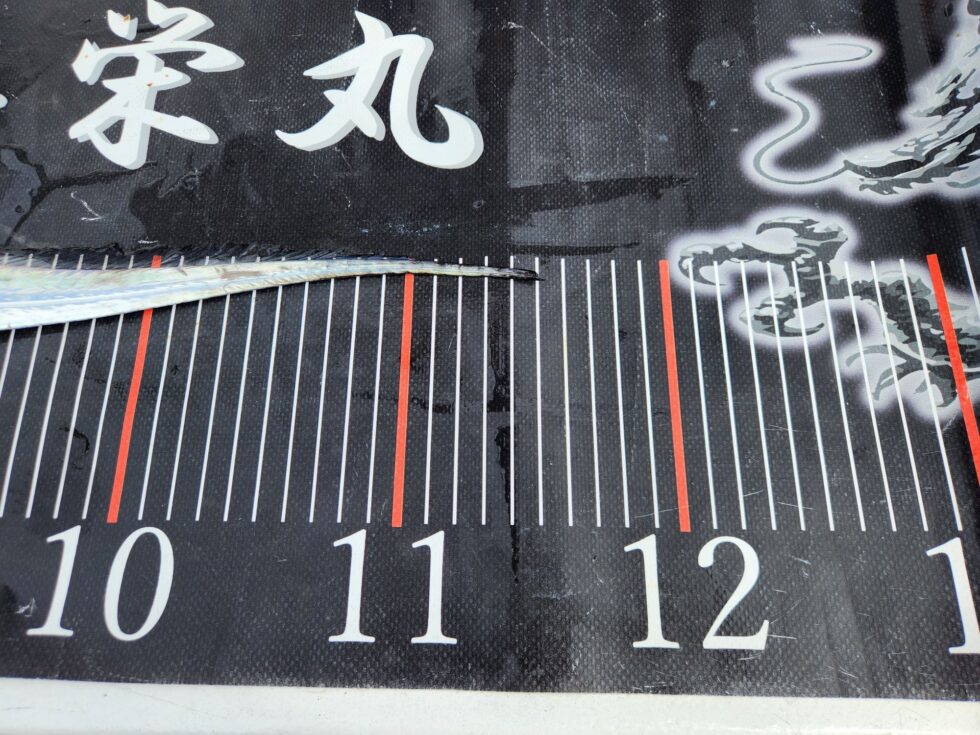 尾切れ115㎝！