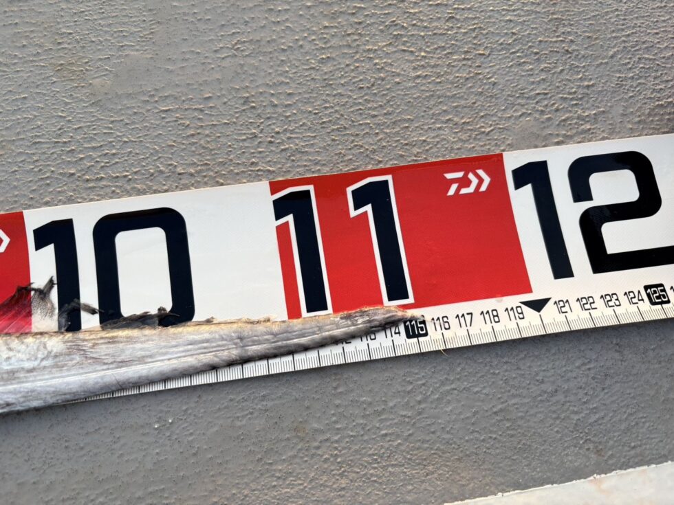尾があれば余裕のドラゴンでした！