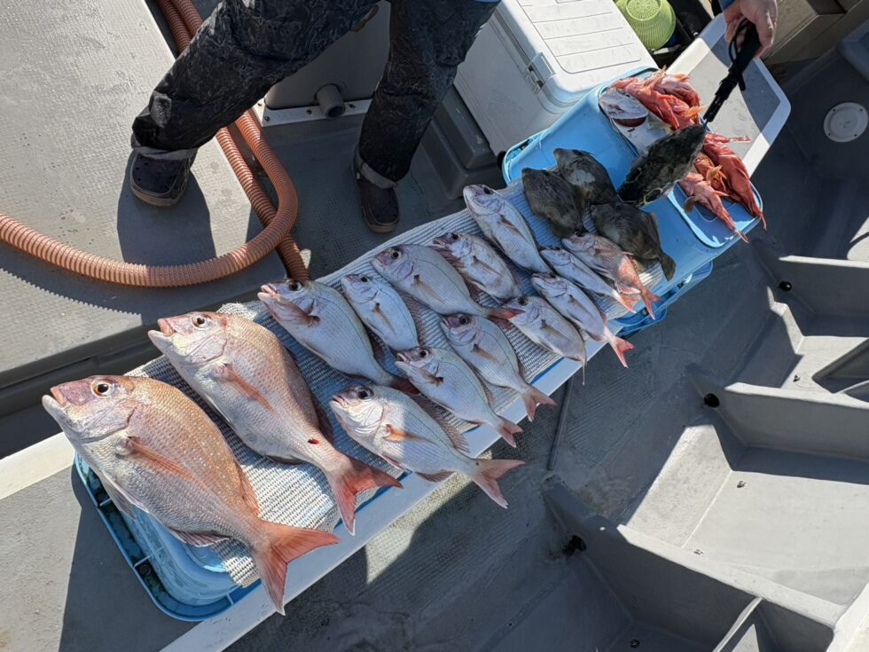 多彩な釣果!伊勢湾一つテンヤ真鯛釣りが面白い!