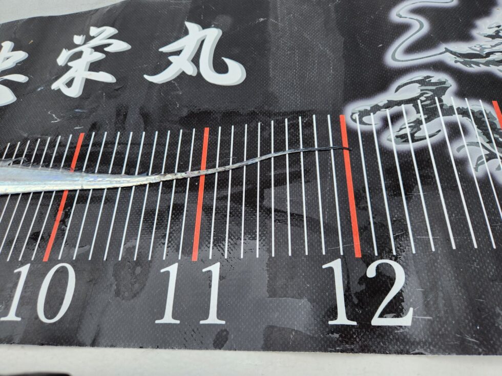 伊良湖水道連日のドラゴン!