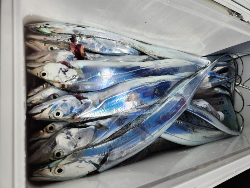 数釣りも楽しめます!