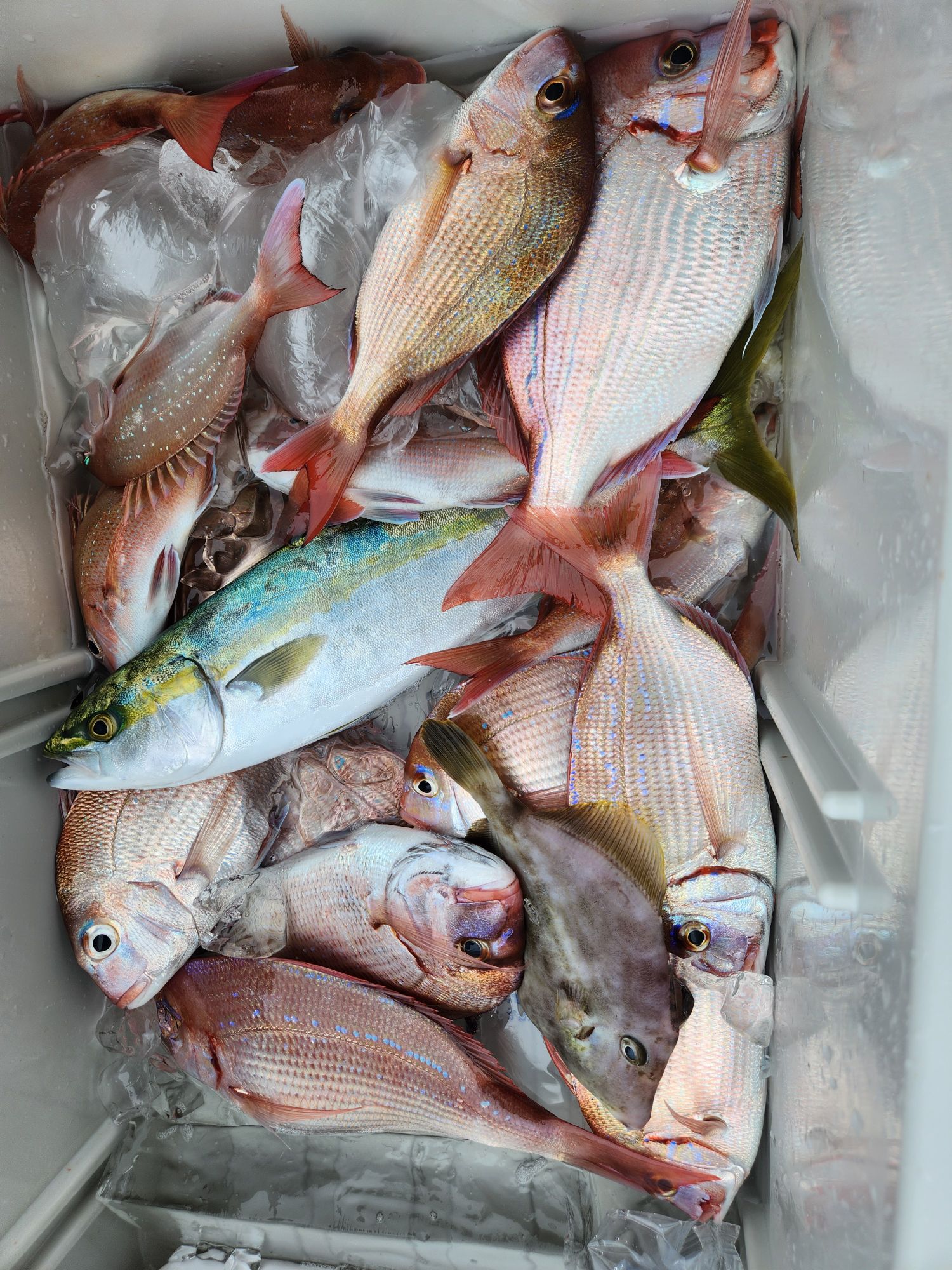 ウタセ五目釣り予約受付中!