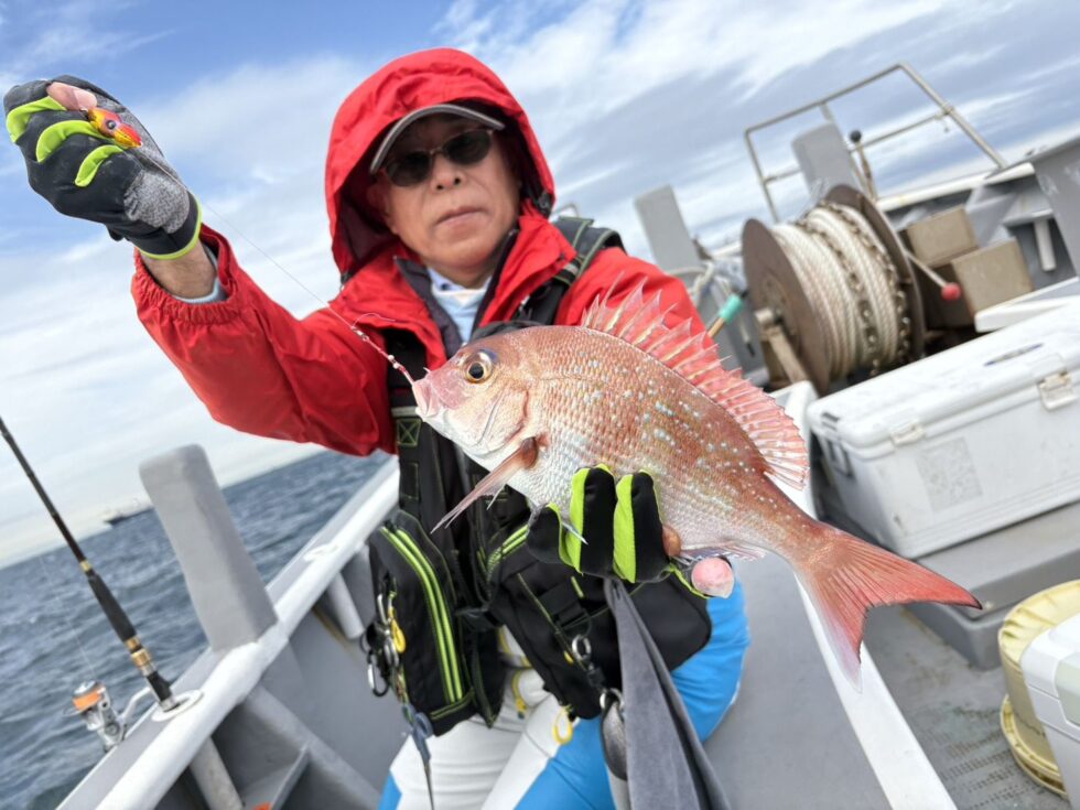 真鯛、お刺身サイズ！