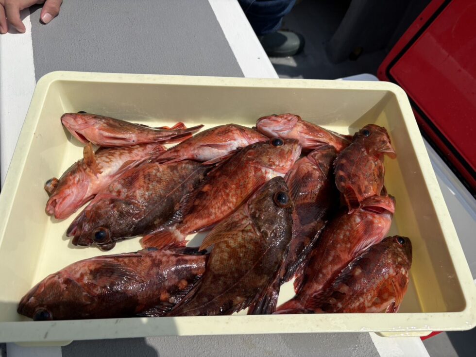 明日(日)イサキ釣り、一つテンヤ真鯛釣り、出船確定です！どちらも空きあり