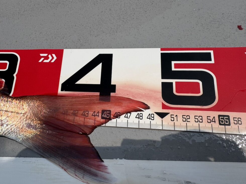 最大49㎝、大鯛はバラシまくり！明日こそは！