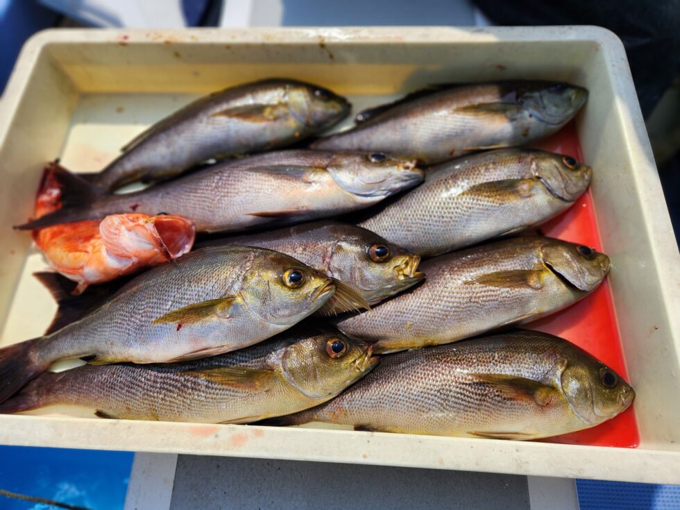 イサキ反応抜群！釣れそうな雰囲気抜群の１日でした！