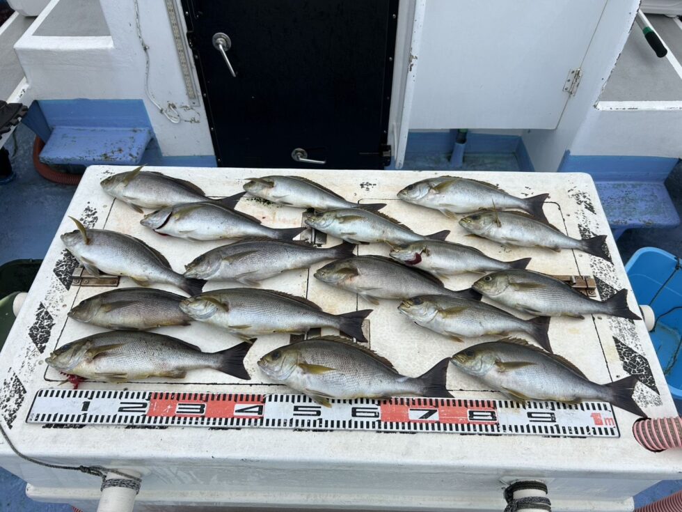 早めの釣行がお勧めです!