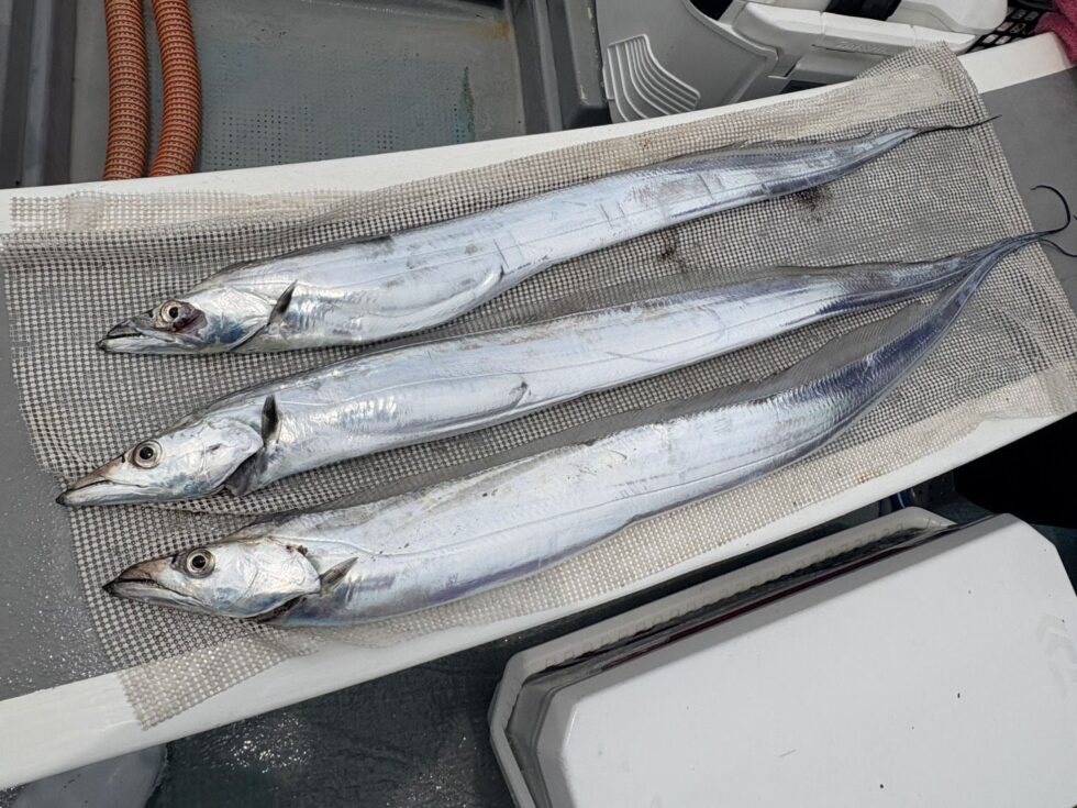 テンヤタチウオ専門船、イサキ船、予約受付中!